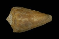 藏品(晚霞芋螺)的圖片